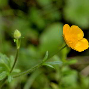 Photographie n°2417476 du taxon Ranunculus acris L. [1753]