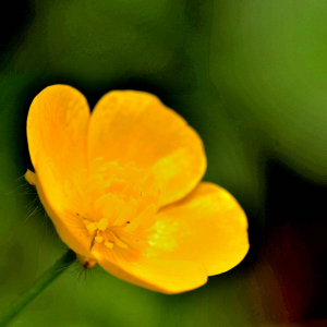 Photographie n°2417478 du taxon Ranunculus acris L. [1753]