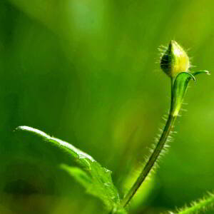 Photographie n°2417480 du taxon Ranunculus acris L. [1753]
