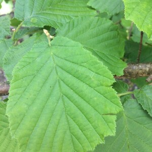 Photographie n°2417527 du taxon Corylus avellana L. [1753]