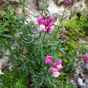 Photographie n°2417620 du taxon Antirrhinum majus L. [1753]