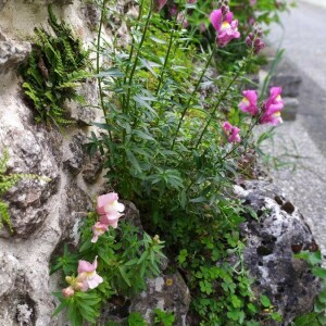 Photographie n°2417621 du taxon Antirrhinum majus L. [1753]