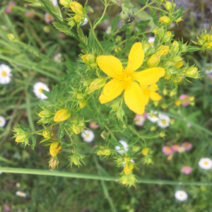 Photographie n°2417670 du taxon Hypericum perforatum L. [1753]