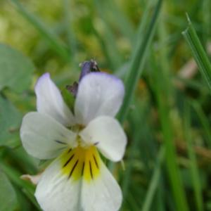 Photographie n°2417754 du taxon Viola arvensis Murray [1770]