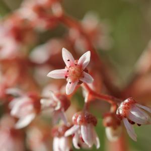 Photographie n°2417759 du taxon Sedum album L.