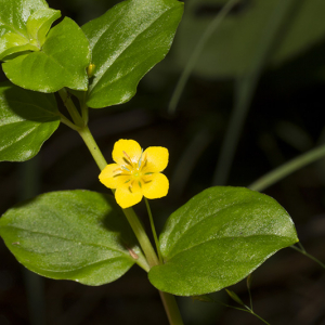 Photographie n°2417836 du taxon Lysimachia nemorum L. [1753]