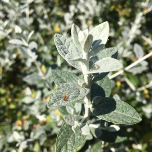 Photographie n°2417876 du taxon Teucrium fruticans L. [1753]