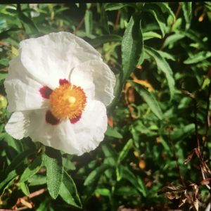 Photographie n°2417881 du taxon Cistus ladanifer L. [1753]