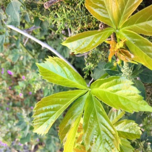 Photographie n°2417886 du taxon Parthenocissus quinquefolia (L.) Planch. [1887]