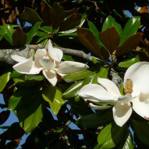  - Magnolia grandiflora L. [1759]