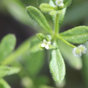 Photographie n°2418136 du taxon Galium aparine L.