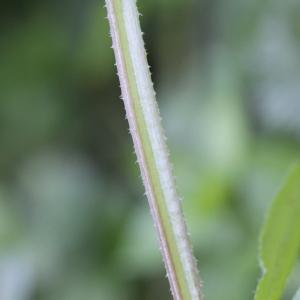 Photographie n°2418137 du taxon Galium aparine L.