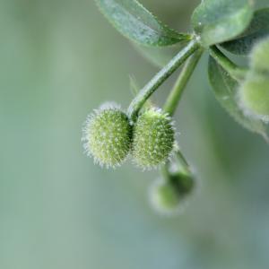 Photographie n°2418138 du taxon Galium aparine L.