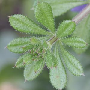 Photographie n°2418139 du taxon Galium aparine L.