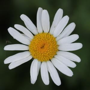 Photographie n°2418150 du taxon Leucanthemum vulgare Lam.