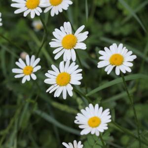 Photographie n°2418152 du taxon Leucanthemum vulgare Lam.