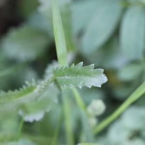 Photographie n°2418153 du taxon Leucanthemum vulgare Lam.