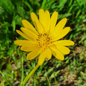 Photographie n°2418181 du taxon Tragopogon pratensis L. [1753]