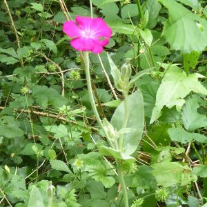 Photographie n°2418277 du taxon Silene coronaria (L.) Clairv.