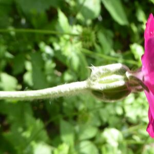 Photographie n°2418281 du taxon Silene coronaria (L.) Clairv.