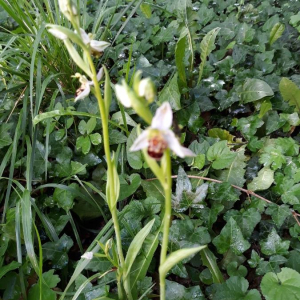 Photographie n°2418350 du taxon Ophrys apifera Huds. [1762]