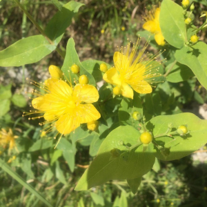 Photographie n°2418378 du taxon Hypericum hircinum L. [1753]