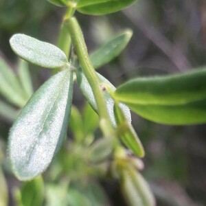 Photographie n°2418387 du taxon Jasminum fruticans L. [1753]