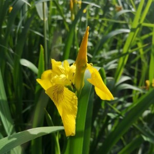 Photographie n°2418410 du taxon Iris pseudacorus L.