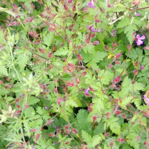 Photographie n°2418412 du taxon Geranium robertianum L.