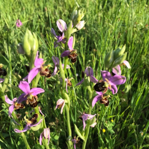 Photographie n°2418417 du taxon Ophrys apifera Huds. [1762]