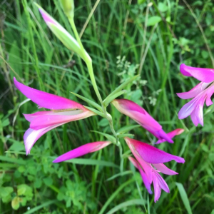Photographie n°2418423 du taxon Gladiolus italicus Mill. [1768]