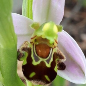 Photographie n°2418516 du taxon Ophrys apifera Huds. [1762]