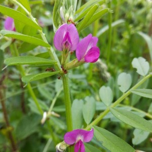 Photographie n°2418593 du taxon Vicia sativa L. [1753]