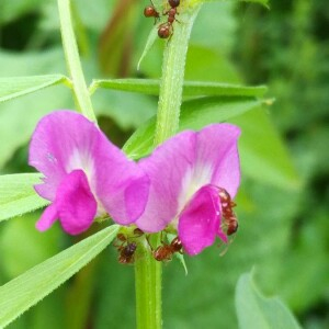 Photographie n°2418595 du taxon Vicia sativa L. [1753]