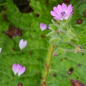 Photographie n°2418606 du taxon Geranium molle L. [1753]