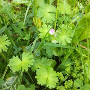 Photographie n°2418608 du taxon Geranium molle L. [1753]