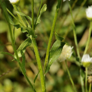 Photographie n°2418634 du taxon Erigeron annuus (L.) Desf.