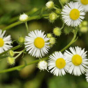 Photographie n°2418635 du taxon Erigeron annuus (L.) Desf.