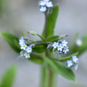 Photographie n°2418646 du taxon Myosotis arvensis (L.) Hill