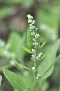 Patrick Ressayre, le  6 octobre 2019 (Saint-Alban-Auriolles (Bousseyron))