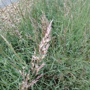 Photographie n°2418746 du taxon Calamagrostis epigejos (L.) Roth [1788]