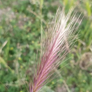 Photographie n°2418778 du taxon Hordeum murinum L.