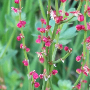 Photographie n°2418815 du taxon Rumex acetosella L. [1753]