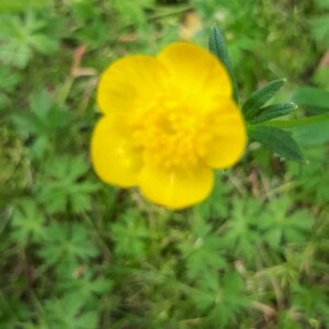 Photographie n°2418819 du taxon Ranunculus repens L. [1753]