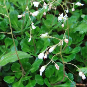 Photographie n°2418876 du taxon Saxifraga cuneifolia L. [1759]