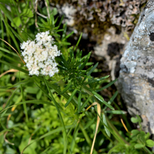  - Conopodium pyrenaeum (Loisel.) Miégev. [1874]