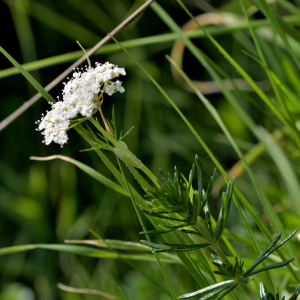  - Conopodium pyrenaeum (Loisel.) Miégev. [1874]