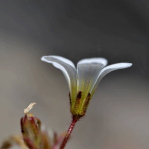 Photographie n°2418945 du taxon Saxifraga granulata L. [1753]