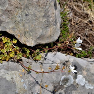 Photographie n°2418952 du taxon Saxifraga granulata L. [1753]