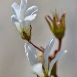 Photographie n°2418953 du taxon Saxifraga granulata L. [1753]